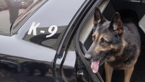 A K-9 officer in the back of a police car