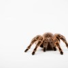 A brown tarantula spider faces viewer on white surface