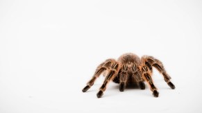 A brown tarantula spider faces viewer on white surface