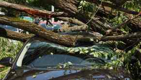 A fallen tree that damaged a car's windshield