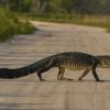 A Florida police officer delivered a pizza around an alligator.