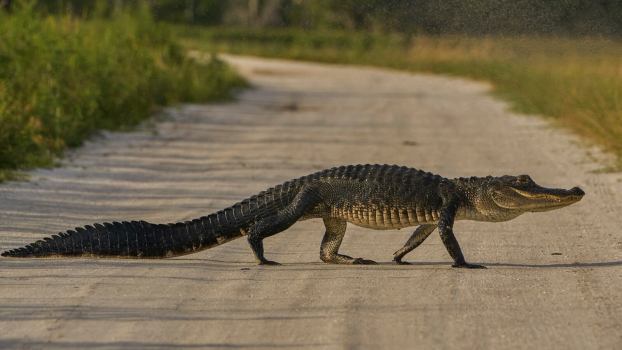 A Florida police officer delivered a pizza around an alligator.