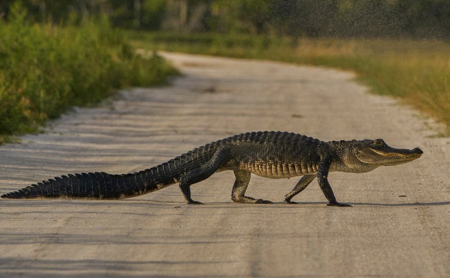 A Florida police officer delivered a pizza around an alligator.