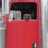 German shepherd dog hangs its head out the driver's window of a red semi truck