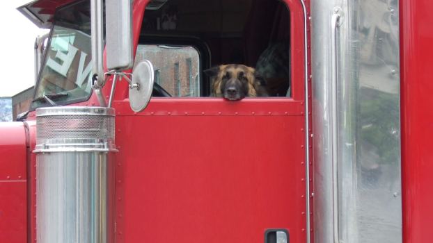 German shepherd dog hangs its head out the driver's window of a red semi truck