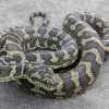 A Coastal Carpet Python coiled up on the ground