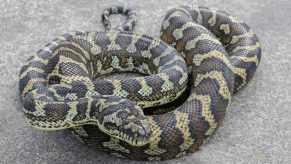 A Coastal Carpet Python coiled up on the ground